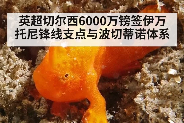 英超切尔西6000万镑签伊万托尼锋线支点与波切蒂诺体系